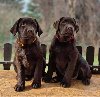 Labrador retriver čokoladni štenci ponuda Kućni ljubimci