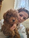 Crvene toy pudle ponuda Kućni ljubimci