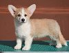 Velski korgi/Welsh Corgi Pembroke štenci potreba Kućni ljubimci