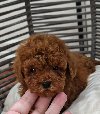Registrovana odgajivacnica Hopy queen poodle potreba Kućni ljubimci