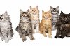 Maine Coon macici vrhunskog porekla ponuda Kućni ljubimci