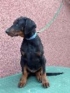 Doberman muško štene potreba Kućni ljubimci