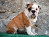 Engleski Buldog potreba Kućni ljubimci