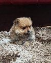 Štenci pomeranskog špica prelepog krzna potreba Kućni ljubimci