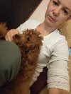 Crvene toy pudle potreba Kućni ljubimci