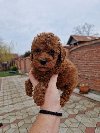 Crvene pudle toy, od oba roditelja u mom vlasnistv potreba Kućni ljubimci