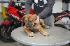 Južnoafrički mastif - Boerboel štenci ponuda Kućni ljubimci