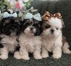 Prelepi Shih Tzu štenci iz registrovane FCI/KSS ponuda Kućni ljubimci