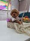 Toy pudle maleni mečići spremni za preuzimanje potreba Kućni ljubimci