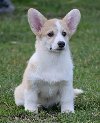Velski korgi/Welsh Corgi Pembroke štenci ponuda Kućni ljubimci