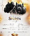 Cane Corso štenci potreba Kućni ljubimci