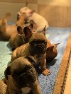 Francuski buldog "Od kuce don" ponuda Kućni ljubimci
