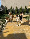 Prelepi štenci rase Basenji ponuda Kućni ljubimci