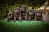 Labrador retriver braon štenci ponuda Kućni ljubimci