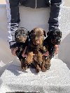 Doberman prelepi stenci ponuda Kućni ljubimci