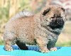 Chow Chow Cau Cau Čau Čau ponuda Kućni ljubimci