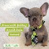 Francuski Bulldog štenci exotik boja potreba Kućni ljubimci