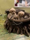 Toy pudle ekstra malog rasta potreba Kućni ljubimci
