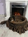 Patuljasti dugodlaki jazavičar, merle ženka potreba Kućni ljubimci