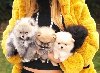 Pomeranski špic,Pomeranac,Pomeranian,Boo štenci ponuda Kućni ljubimci