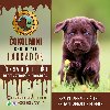 Braon Labrador štenci ponuda Kućni ljubimci