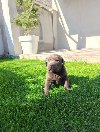 Štenci čokoladnog labradora ponuda Kućni ljubimci