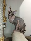 Mačak SPHYNX dostupan za parenje potreba Kućni ljubimci