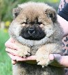 Chow Chow Cau Cau Čau Čau ponuda Kućni ljubimci
