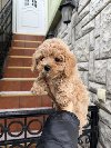 Maltipoo vrhunske genetike ponuda Kućni ljubimci