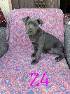 Pitbul Blue Nose stenci ponuda Kućni ljubimci