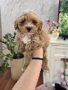 Maltipoo stenci spremni su za preuzimanje ponuda Kućni ljubimci