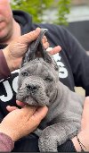 CANE CORSO prelepi štenci potreba Kućni ljubimci