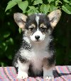 Velski korgi/Welsh Corgi Pembroke štenci potreba Kućni ljubimci