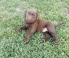 Čokoladni labrador ponuda Kućni ljubimci