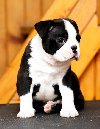 Boston terrier stenad ponuda Kućni ljubimci