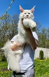Maine Coon mačići potreba Kućni ljubimci