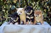 Shiba Inu / Šiba inu potreba Kućni ljubimci