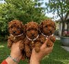 Teacup pudle potreba Kućni ljubimci