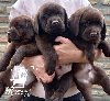 Labrador Retriver štenci, čokoladni potreba Kućni ljubimci