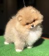 Pomeranski špic,Pomeranac,Pomeranian,Boo štenci ponuda Kućni ljubimci