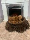 Toy pudle ekstra malog rasta ponuda Kućni ljubimci