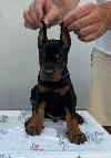 Doberman – Štenci na prodaju ponuda Kućni ljubimci
