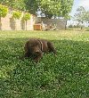 Čokoladni labrador potreba Kućni ljubimci