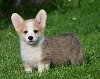 Velski korgi/Welsh Corgi Pembroke prelepi stenci ponuda Kućni ljubimci