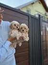 Maltipoo vrhunske genetike potreba Kućni ljubimci