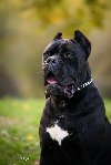 Cane Corso mužjak na prodaju potreba Kućni ljubimci