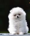 Pomeranac BOO prelepi štenci ponuda Kućni ljubimci