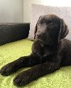 LABRADOR retriver, čokoladni štenci potreba Kućni ljubimci