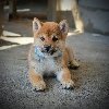Shiba Inu prelepi štenci ponuda Kućni ljubimci