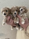Mini maltipoo ponuda Kućni ljubimci